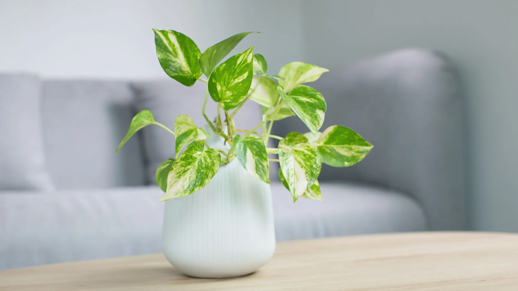 How AC Installation Affects Indoor Air Quality and Health