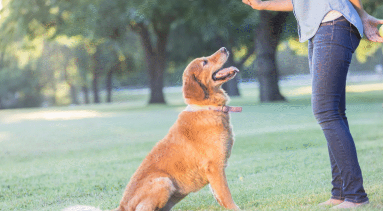 How Kennel Management Courses Improve Animal Welfare Standards