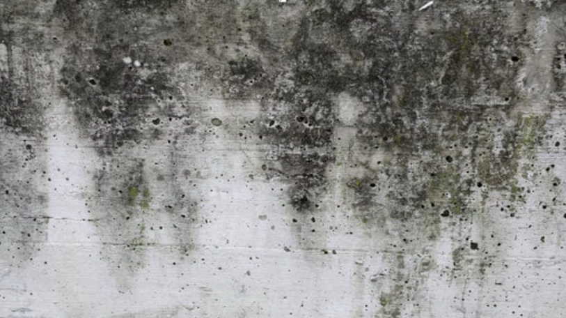 Mold Growth After Water Damage: How to Effectively Handle Cleanup