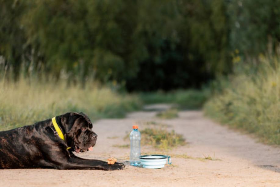 The Convenience and Benefits of a Portable Dog Bowl 
