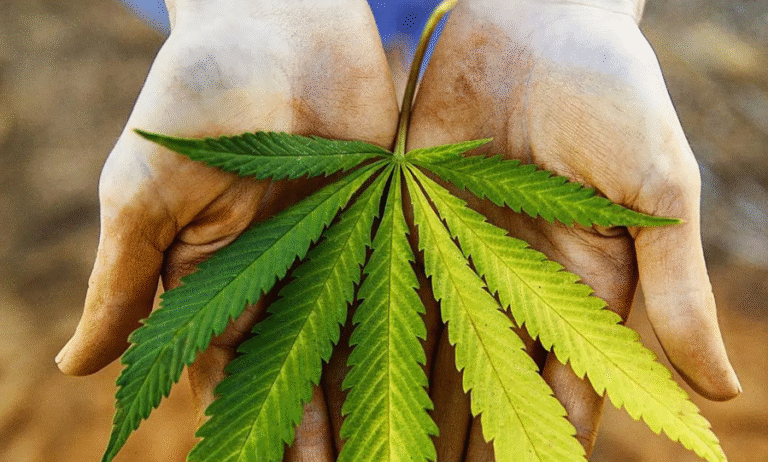 The Green Revolution of Dispensary Cannabis
