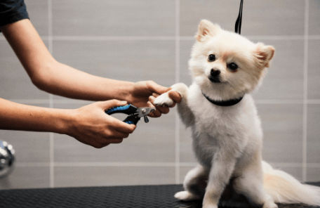 Pet Grooming Near Me: Signs You’ve Found a Trusted Groomer